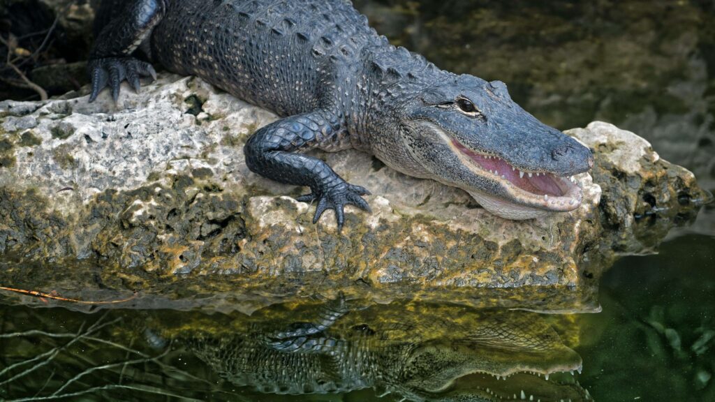 nilaveli crocodile sri lanla